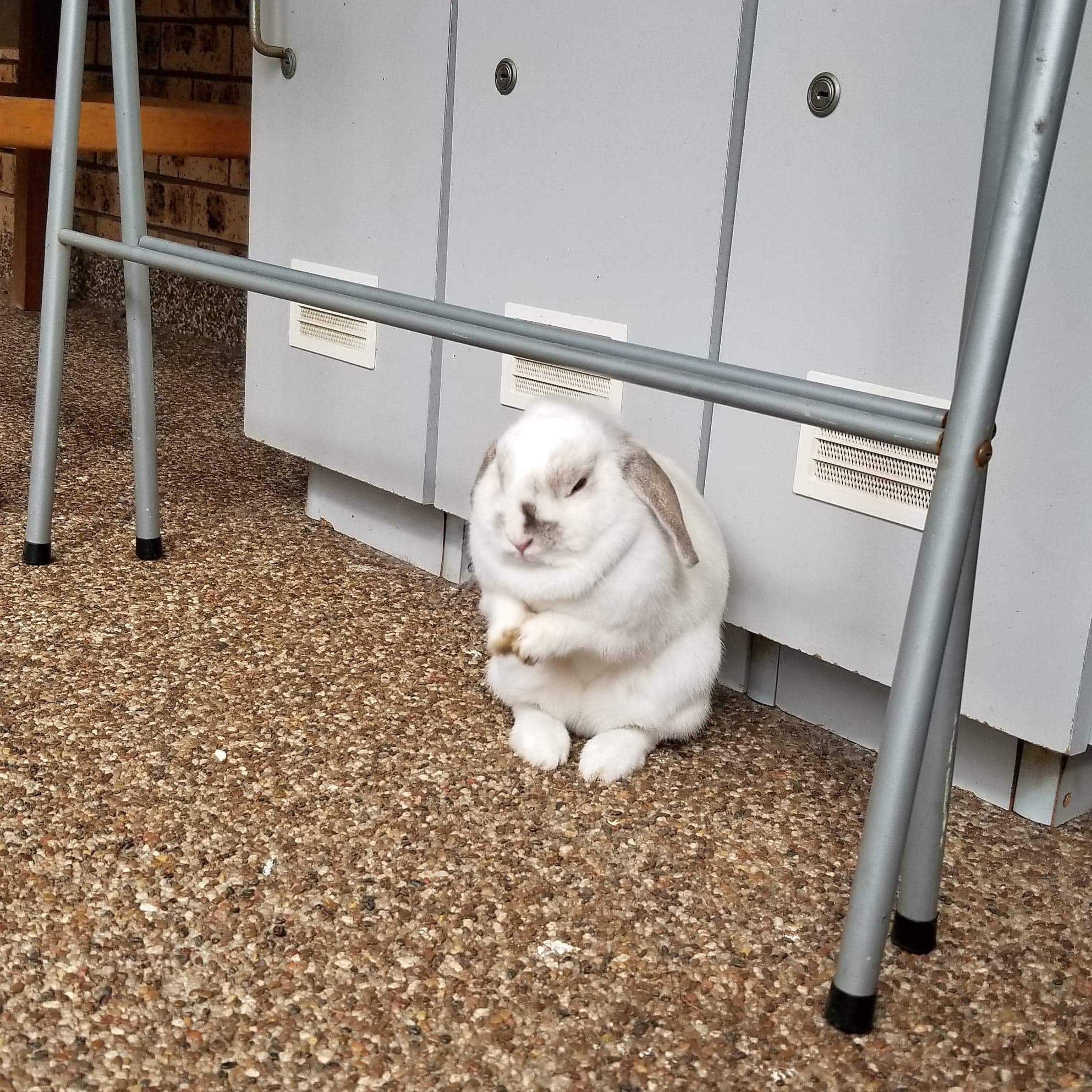 HTTP 102 - Processing